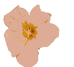 Blume 2 rosa